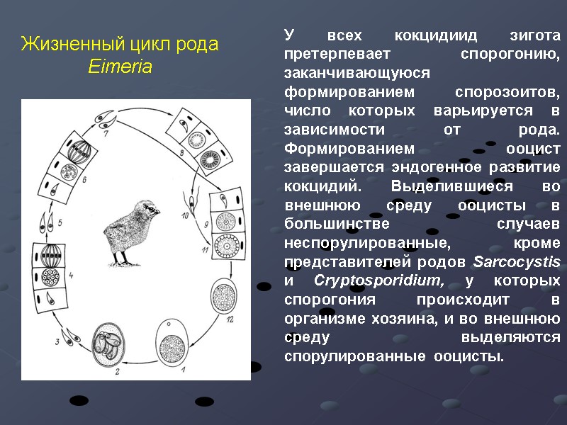 Жизненный цикл рода Eimeria  У всех кокцидиид зигота претерпевает спорогонию, заканчивающуюся формированием спорозоитов,